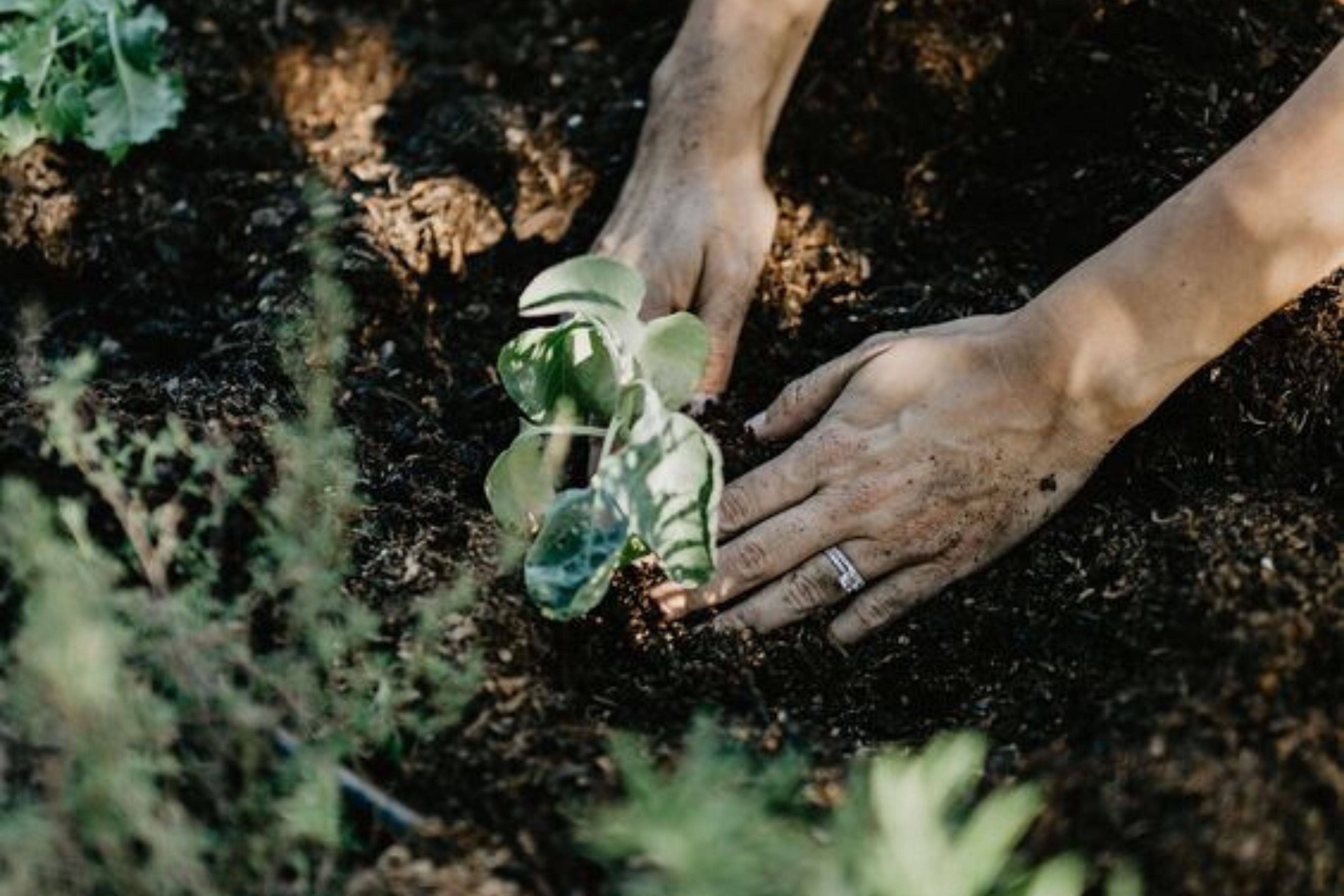 planting the seeds for change